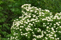 Viburnum ellipticum