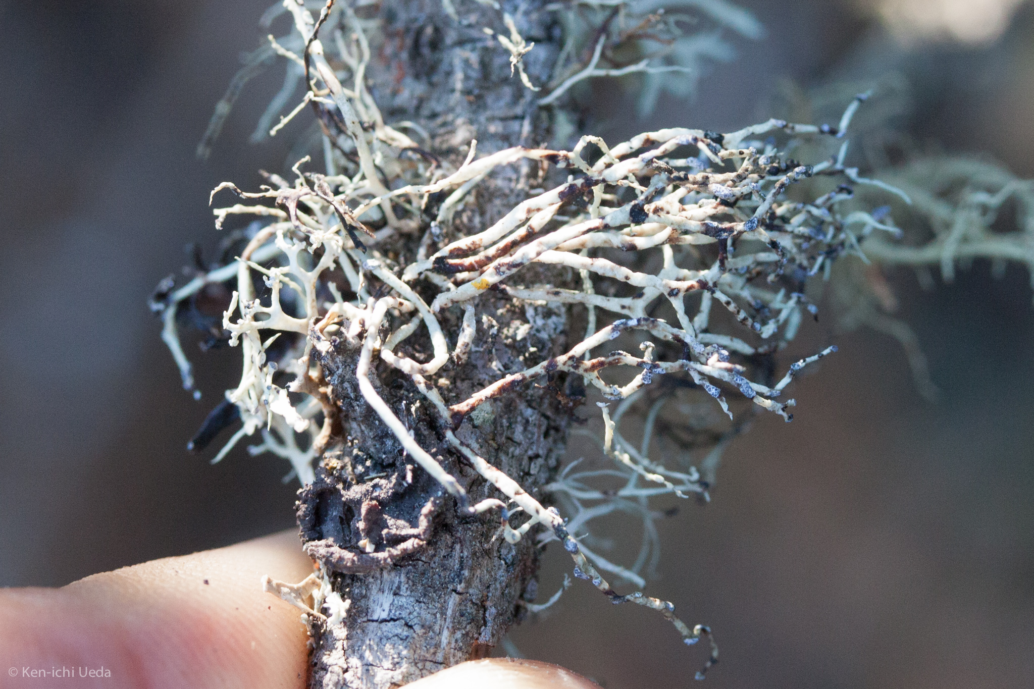Niebla cephalota image