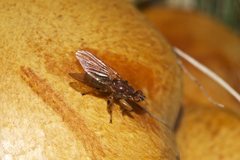 Tapeigaster annulipes