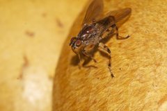 Tapeigaster annulipes