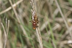 Tapeigaster annulipes
