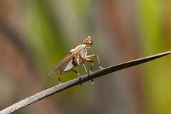 Tapeigaster paramonovi