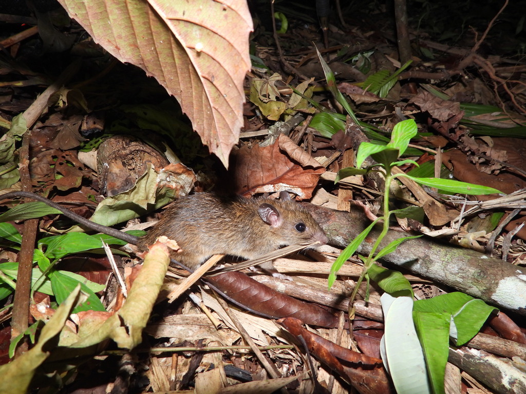 Field Rats Malaysian Field Rat in June 2024 by Farhan Adyn · iNaturalist