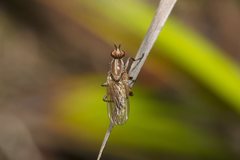 Tapeigaster paramonovi