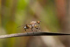 Tapeigaster paramonovi