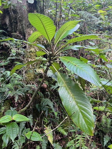 Cyrtandra confertiflora observed 2024-06-09