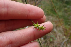 Carex echinata