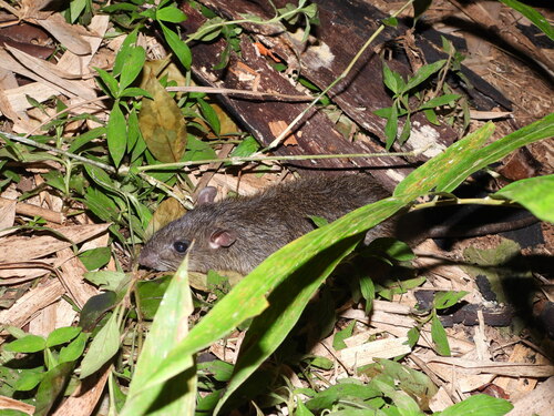 Sundamys muelleri
