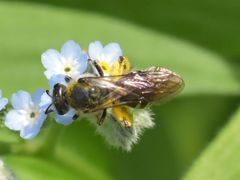 Lasioglossum sexnotatum