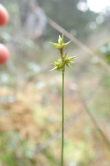 Carex echinata