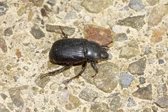 Adoryphorus coulonii