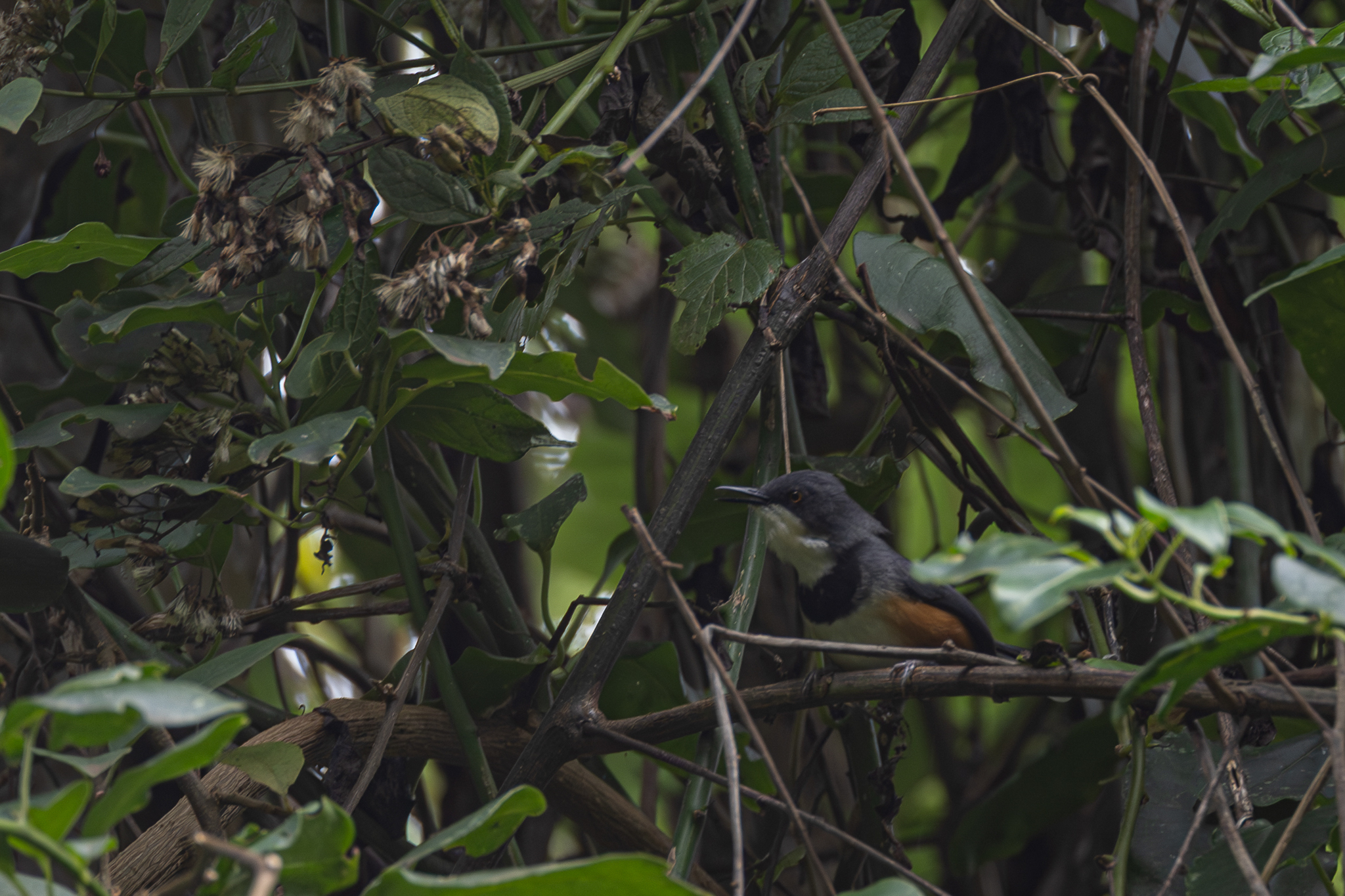 Black-collared Apalis illustration