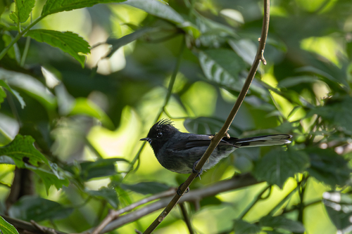 White-bellied Crested Flycatcher (Elminia albiventris), photo 5