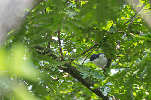 Pink-footed Puffback (Dryoscopus angolensis)