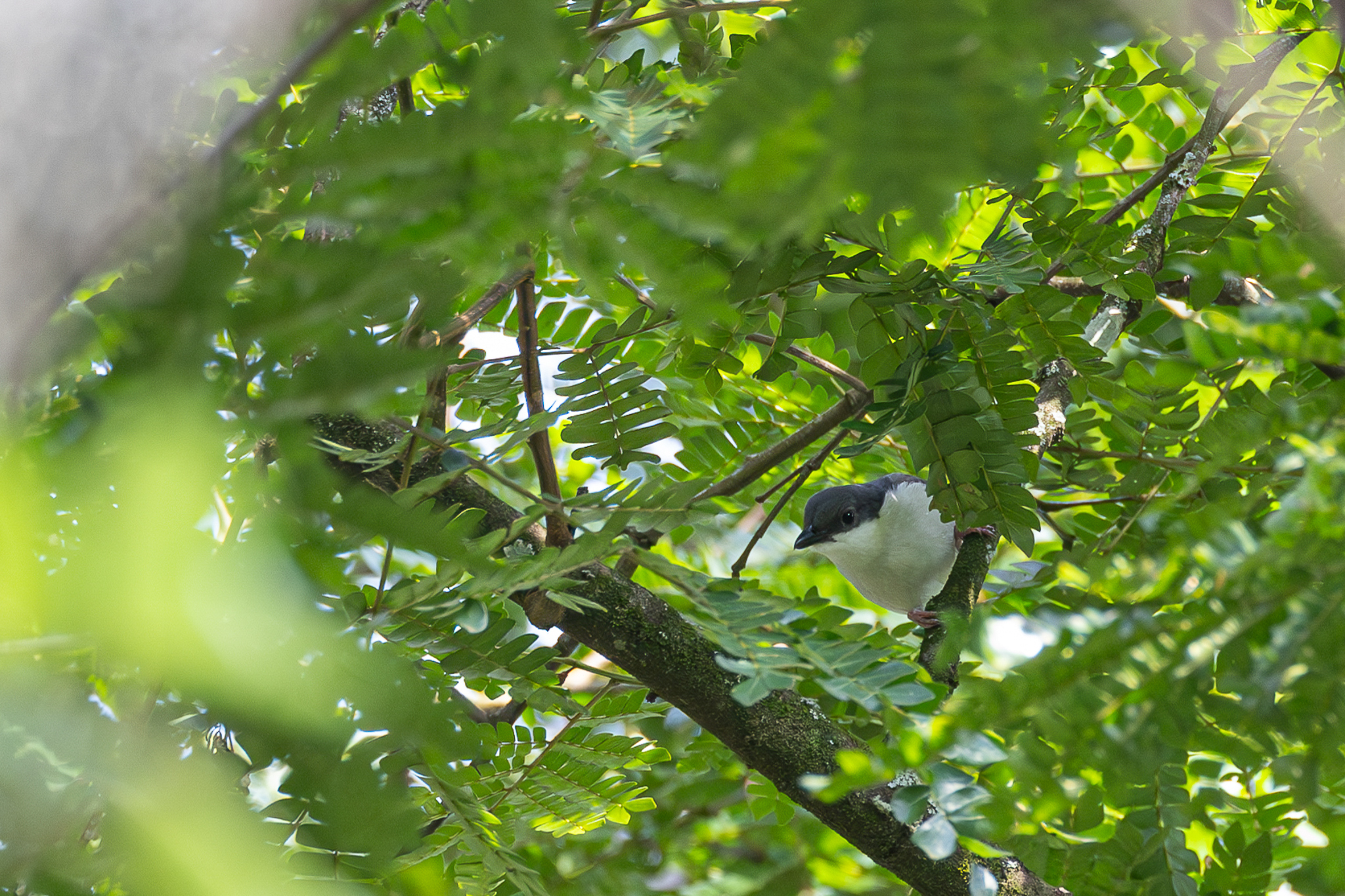 Pink-footed Puffback (Dryoscopus angolensis), photo 1