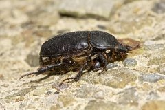 Adoryphorus coulonii