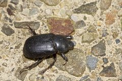 Adoryphorus coulonii