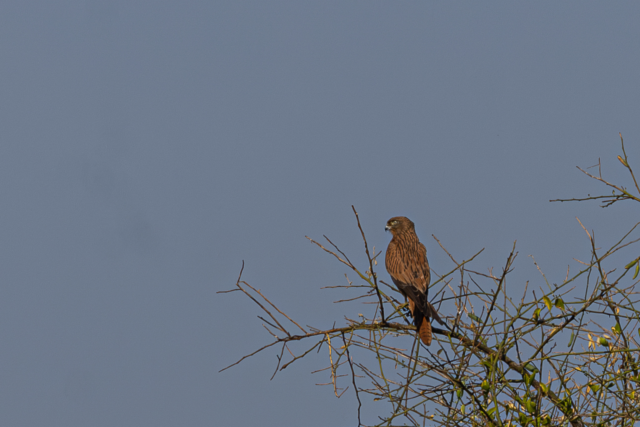 Fox Kestrel (Falco alopex), photo 3