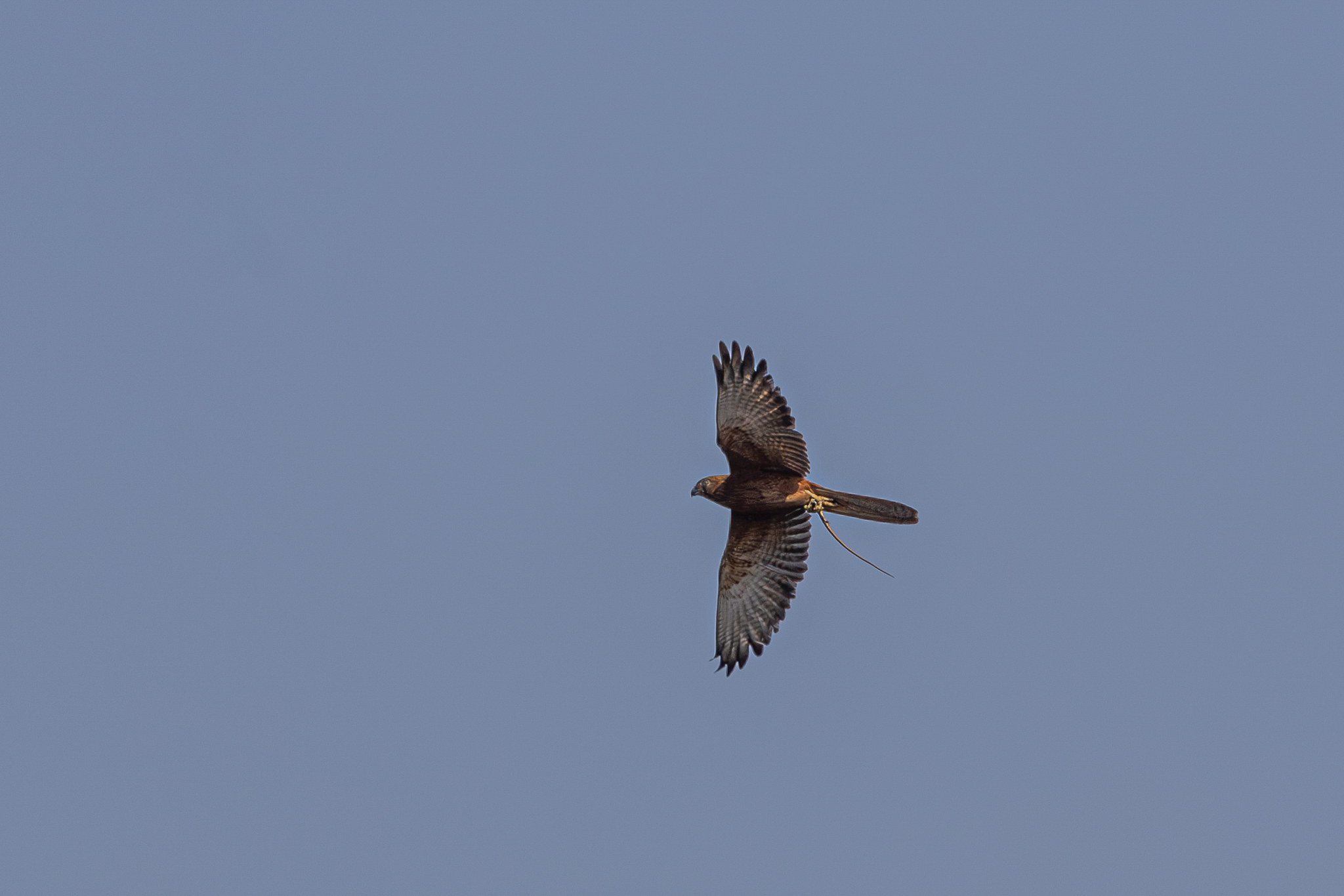 Fox Kestrel (Falco alopex), photo 2