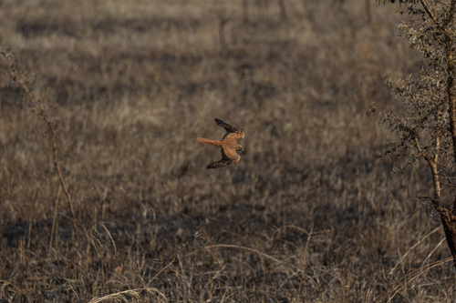 Fox Kestrel (Falco alopex)