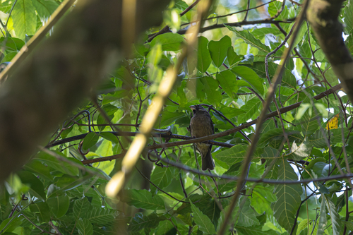 Thick-billed Seedeater (Crithagra burtoni), photo 9