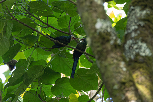 White-headed Wood Hoopoe (Phoeniculus bollei), photo 6