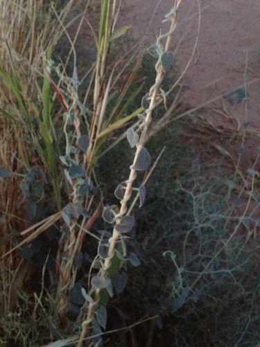 Pergularia tomentosa