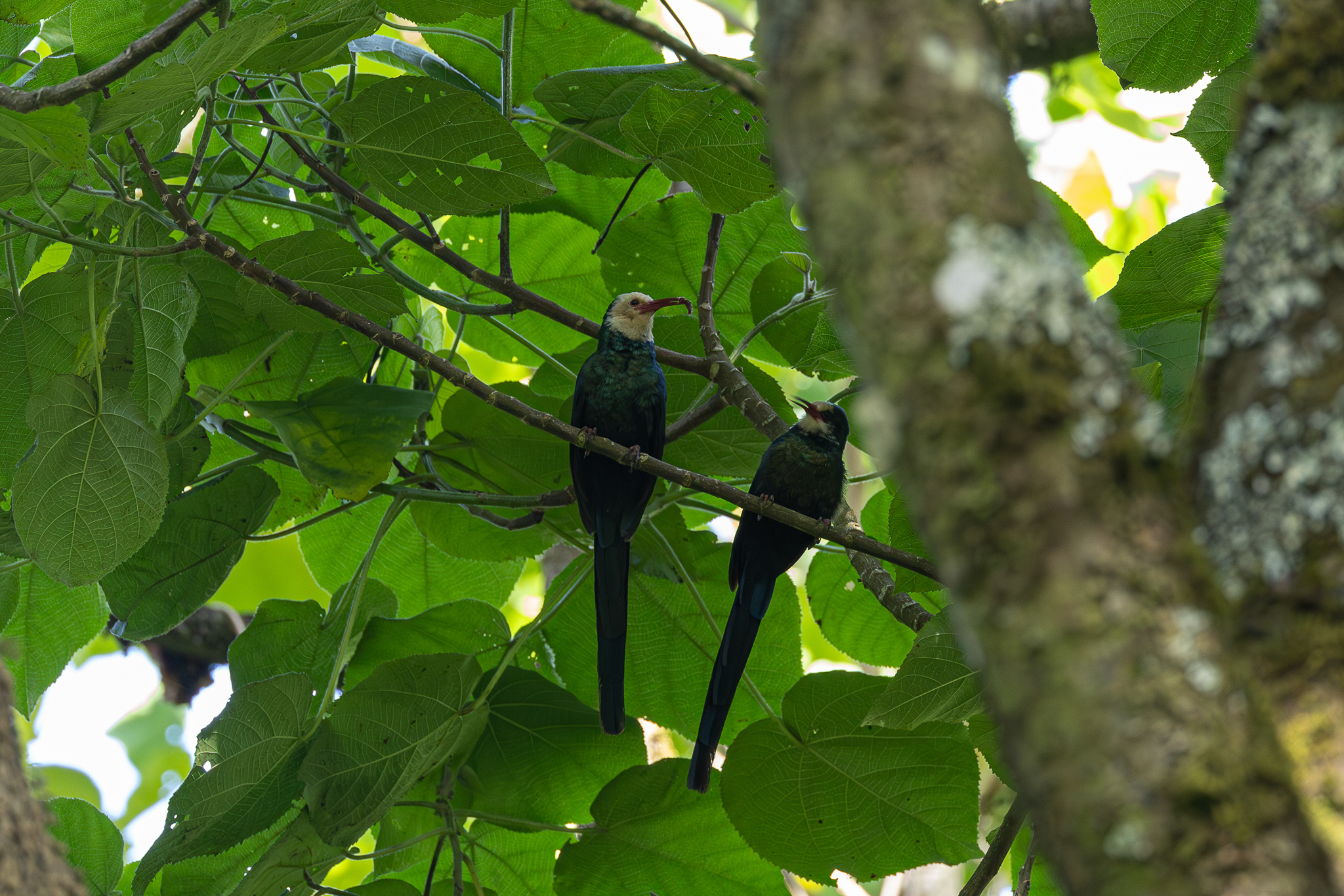 White-headed Wood Hoopoe (Phoeniculus bollei), photo 5