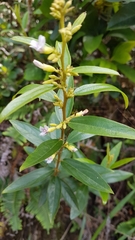 Helicteres angustifolia