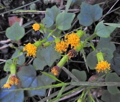 Senecio quinquelobus