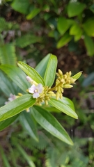Helicteres angustifolia