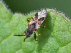 Scolopostethus thomsoni