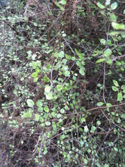 Coprosma tenuicaulis