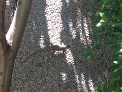 Sceloporus olivaceus