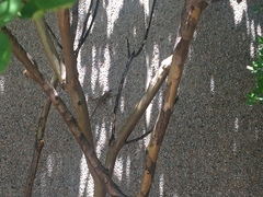 Sceloporus olivaceus