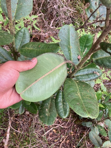 Melicope puberula observed 2024-06-10