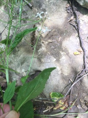 Iodanthus pinnatifidus