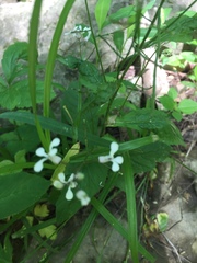 Iodanthus pinnatifidus