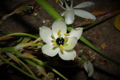 Ornithogalum arabicum