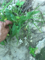 Iodanthus pinnatifidus