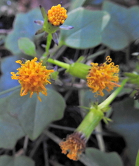 Senecio quinquelobus