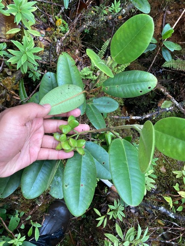 Melicope kavaiensis observed 2024-06-12