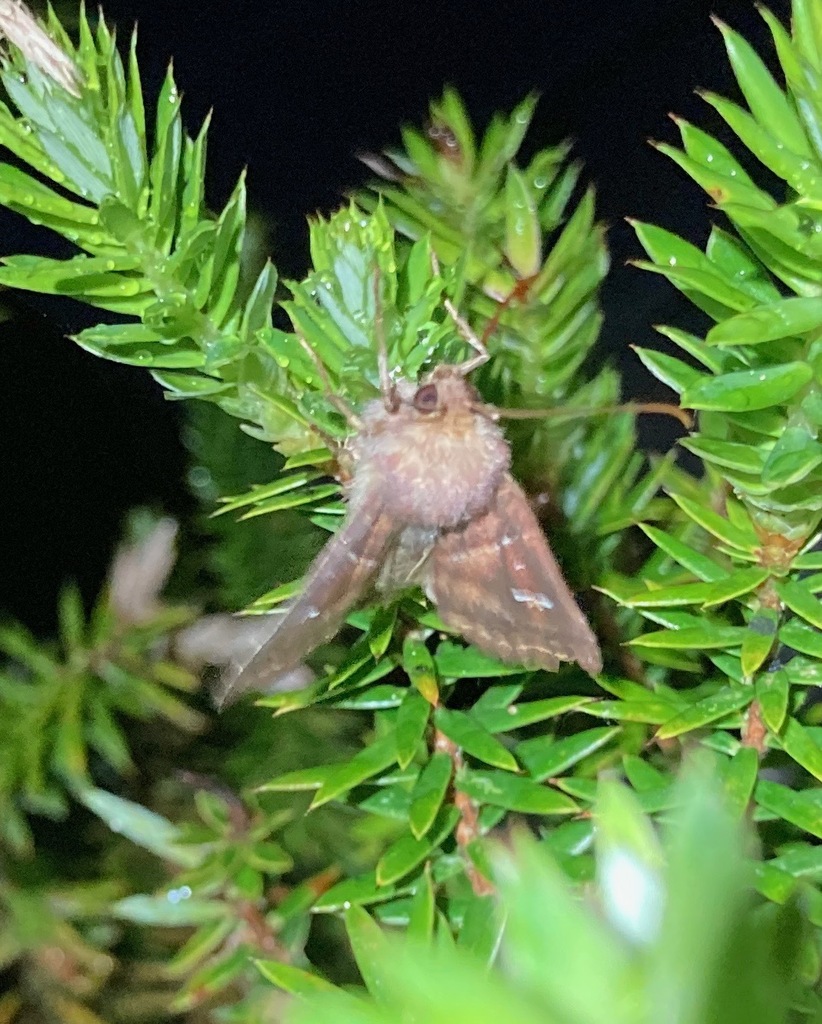 Haliophyle euclidias