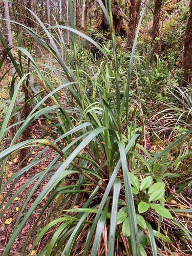 Gahnia vitiensis