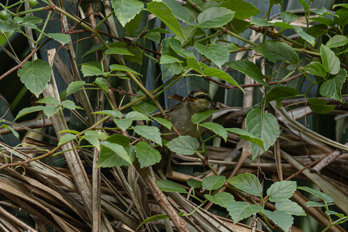 Green Hylia (Hylia prasina), photo 8