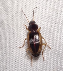 Agonum pallipes