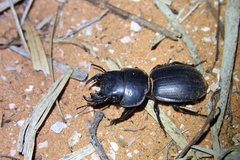 Scaraphites laticollis