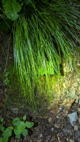 Image of Carex appalachica by (c) Alina Martin, some rights reserved (CC BY)