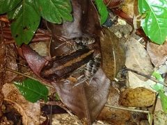 Leptodactylus albilabris