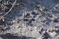 Eremnophila